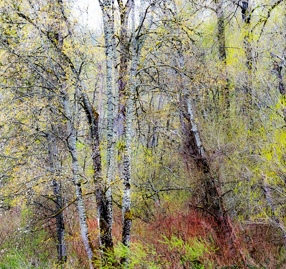 USA-Washington State-Fall City Cottonwoods just budding out in the spring
